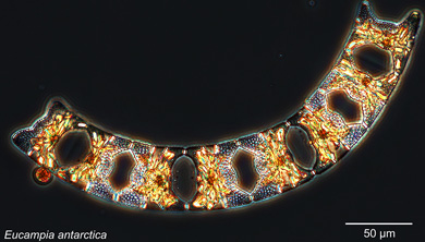 Southern Ocean plankton from the SOCLIM cruise